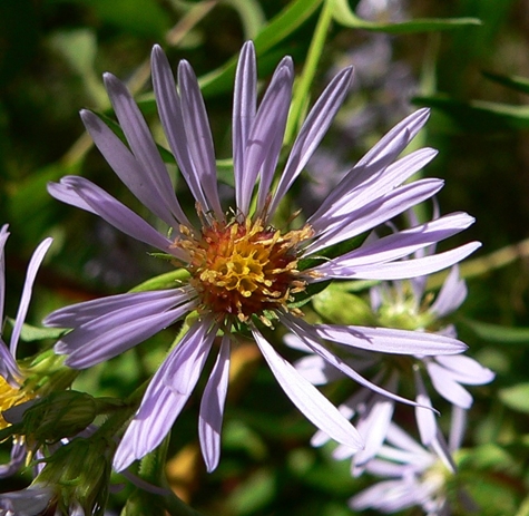 {Symphyotrichum puniceum}